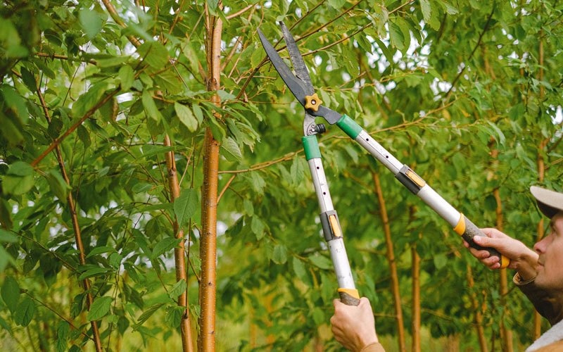 Tree trimming in Jeanerette, LA